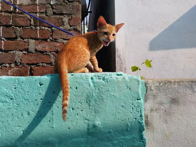 Portrait of a cat