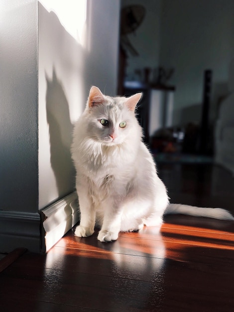 猫の肖像画