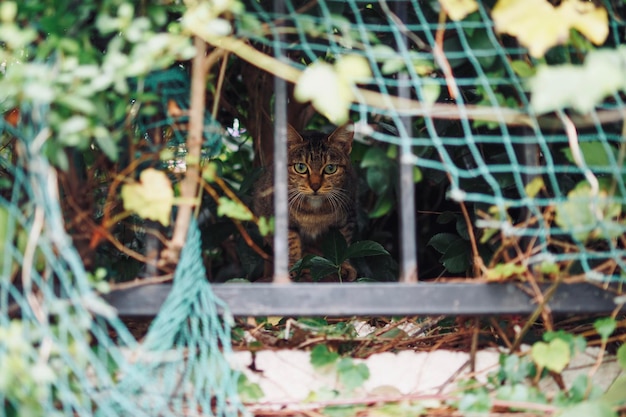 Foto ritratto di un gatto