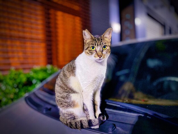 Portrait of a cat