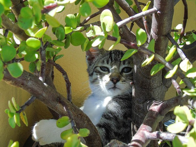 Portrait of a cat