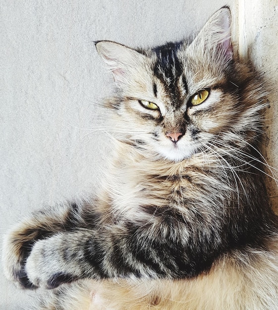 Photo portrait of cat