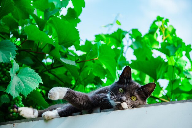 Foto ritratto di un gatto