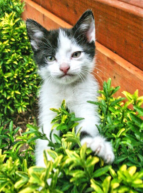 Portrait of a cat