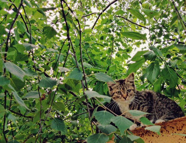 Foto ritratto di un gatto