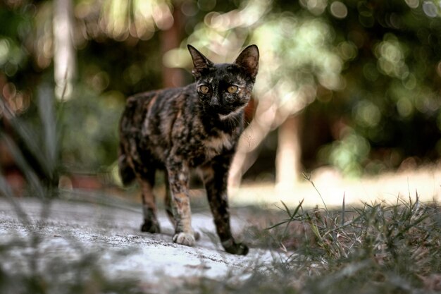 Photo portrait of a cat