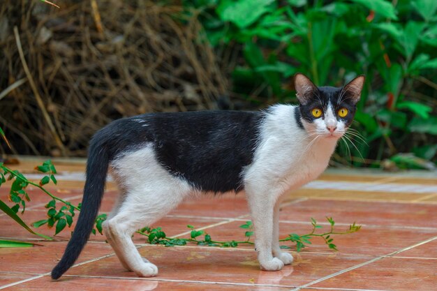 Photo portrait of a cat