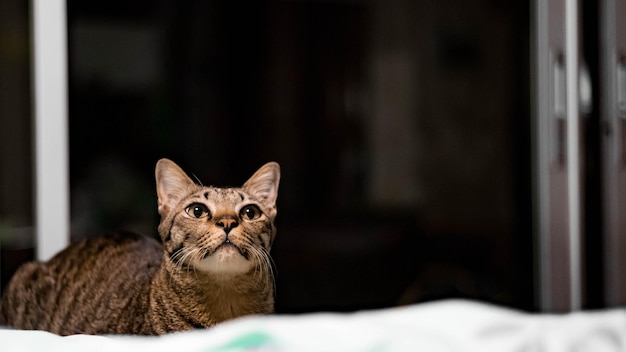 Портрет кошки