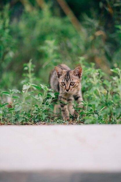 Foto ritratto di un gatto