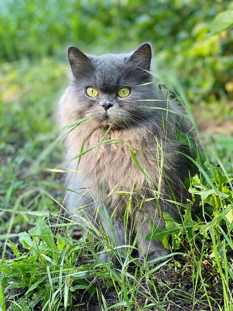 Portrait of a cat