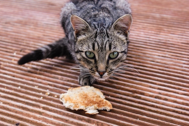 Photo portrait of cat