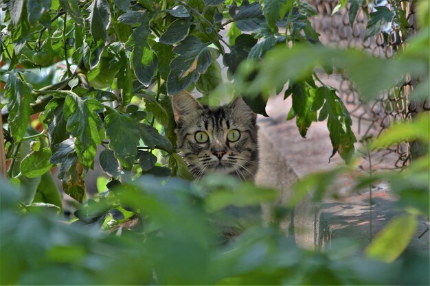 Foto ritratto di un gatto