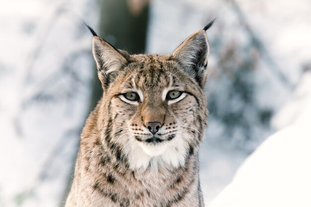 Photo portrait of cat