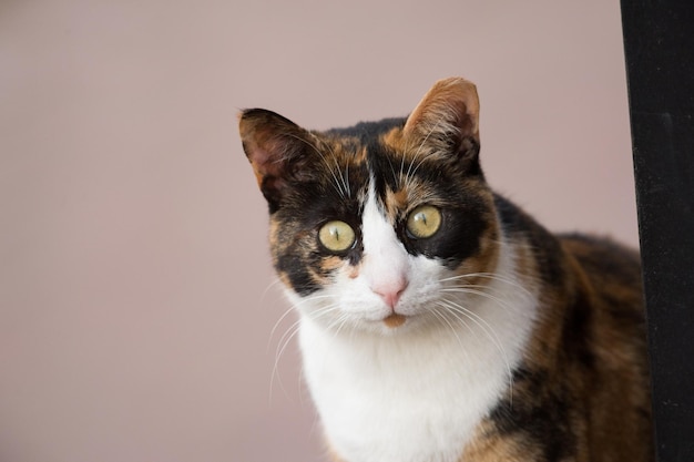 猫の肖像画