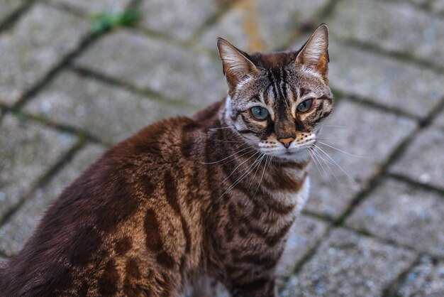 Portrait of cat