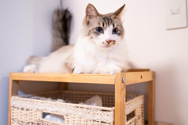 Photo portrait of a cat