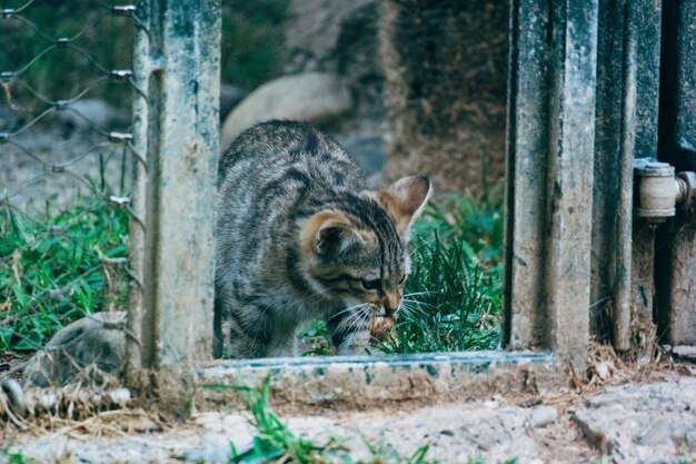 猫の肖像画