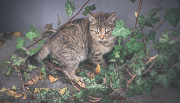 Photo portrait of a cat