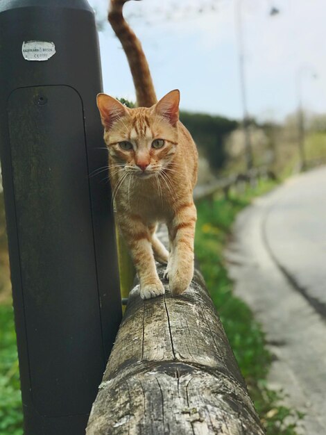 Photo portrait of cat