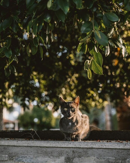 Photo portrait of cat