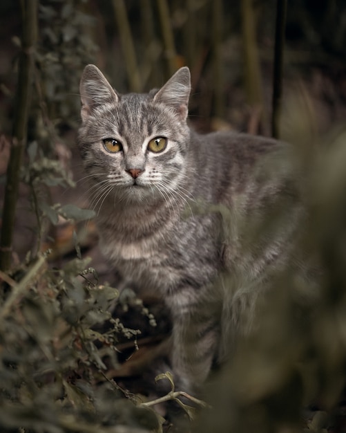 портрет кошки