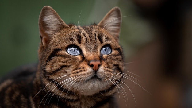 Foto un ritratto di un gatto