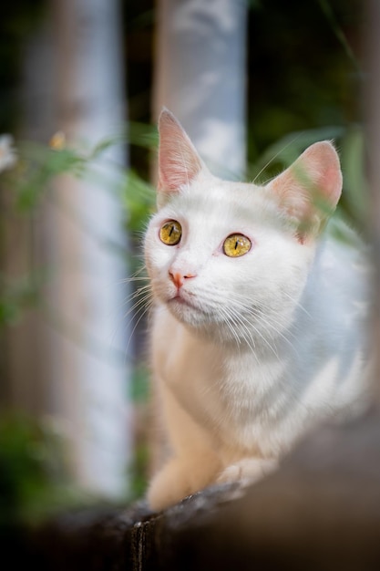 portrait of a cat