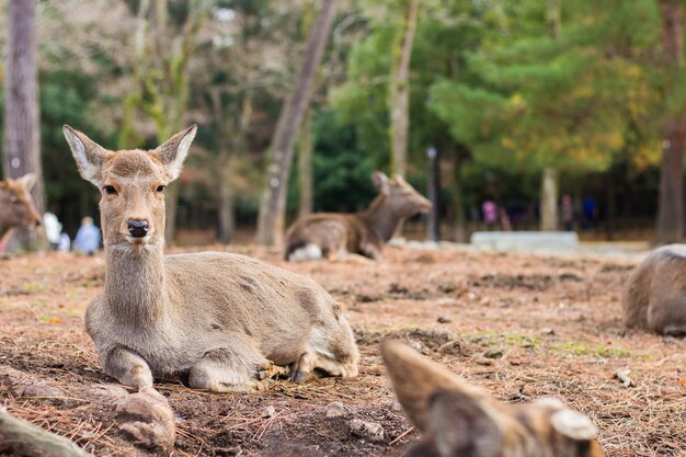 Foto ritratto di gatti sul campo nello zoo