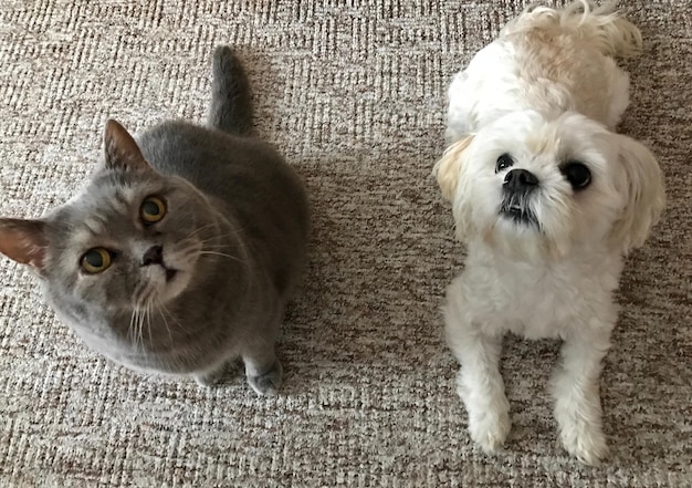 Portrait of cats on floor