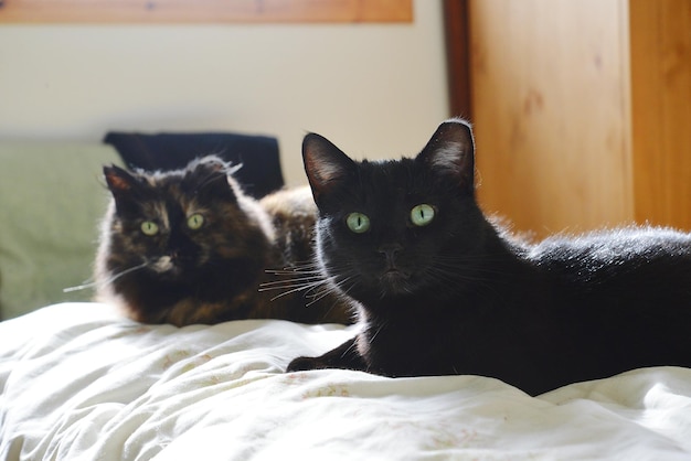 家のベッドでリラックスしている猫の肖像画