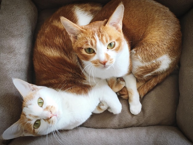 portrait of cats relaxing on furniture