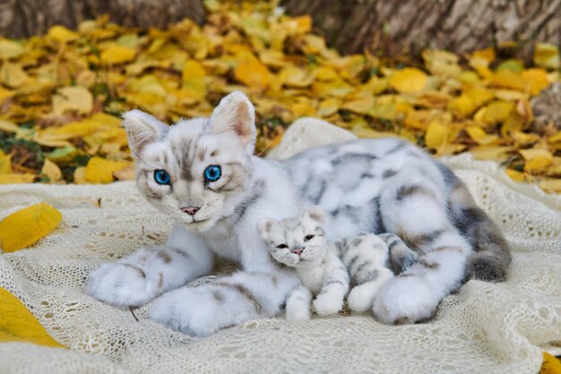 Foto ritratto di gatti che si rilassano