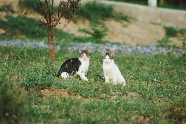 Photo portrait of cats sitting on grassy field