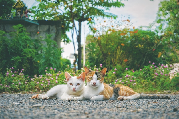 Foto ritratto di gatti per strada