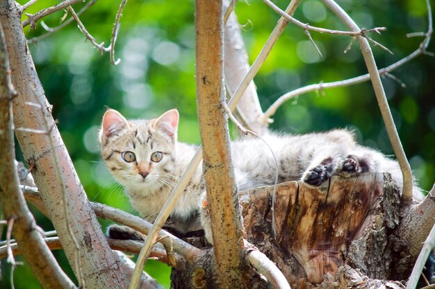 Photo portrait of cats in a tree