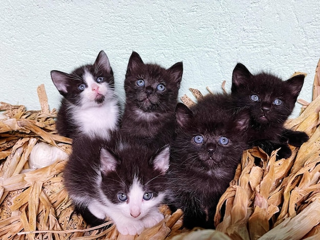 Photo portrait of cats on wall