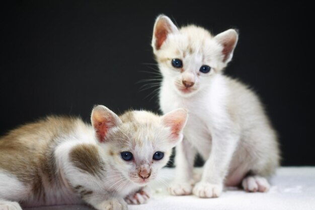 Photo portrait of cats