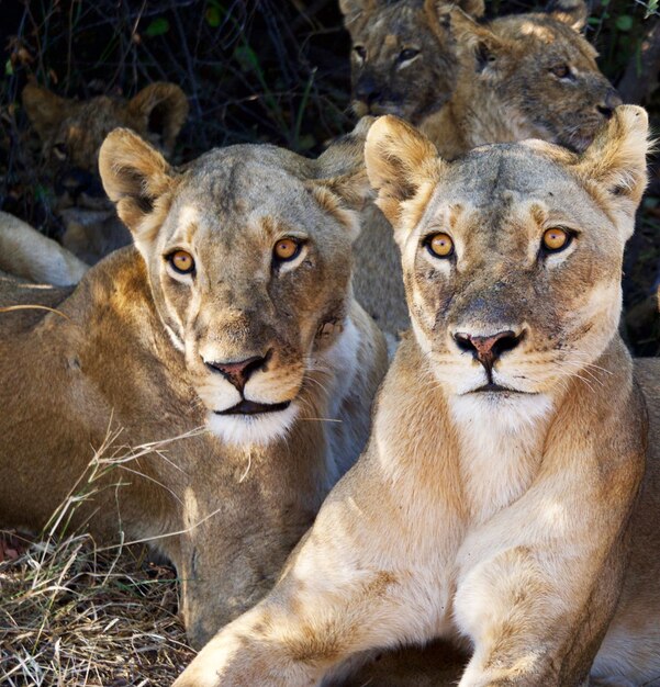 Photo portrait of cats