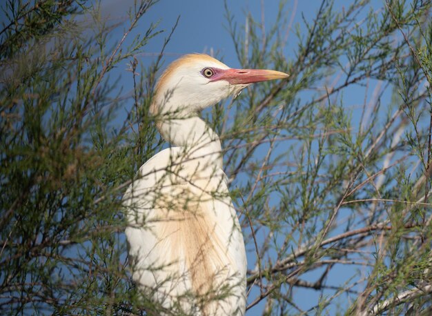 Портрет крупного рогатого скота Bubulcus ibis