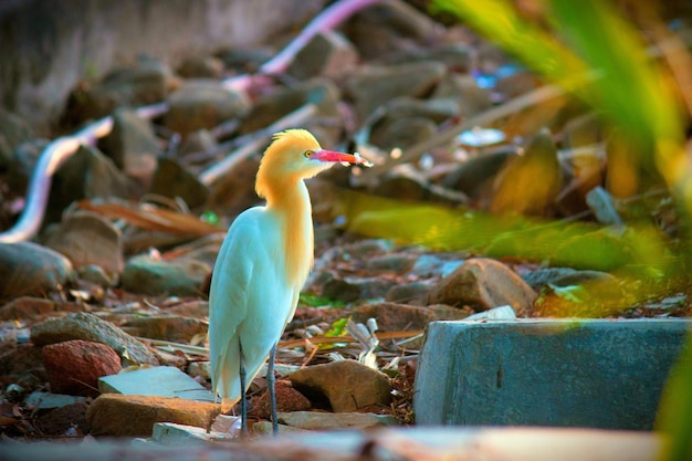 A Portrait of Cattle Egret in the bush