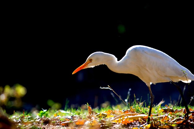 Portrait of the Cattle Egret in its natural habitat