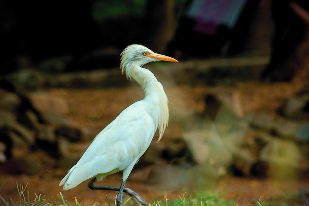 Portrait of the Cattle Egret in its natural habitat