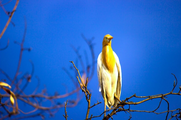 Portrait of The Cattle Egret perched on the tree against the blue sky in the background
