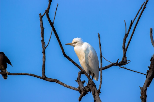 Portrait of The Cattle Egret on the tree against the blue sky in the background