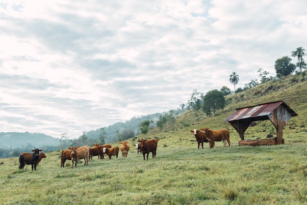 Portrait of cattle from a local farm in Argentina.