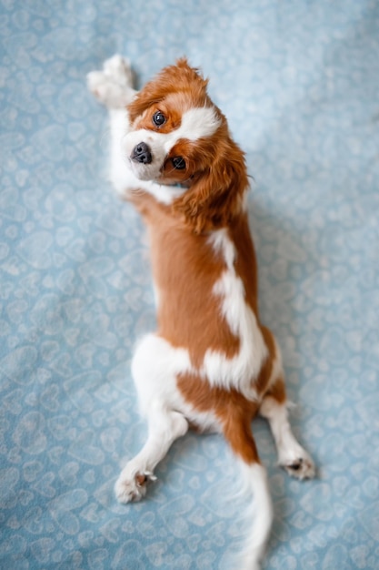 Portrait of Cavalier King Charles Spaniel A beautiful breed of dogs