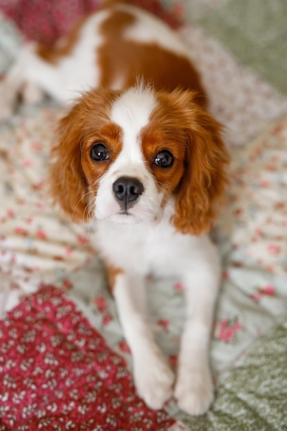 Portrait of Cavalier King Charles Spaniel A beautiful breed of dogs