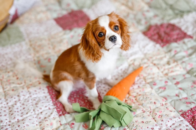 Portrait of Cavalier King Charles Spaniel A beautiful breed of dogs