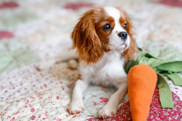 Portrait of Cavalier King Charles Spaniel A beautiful breed of dogs