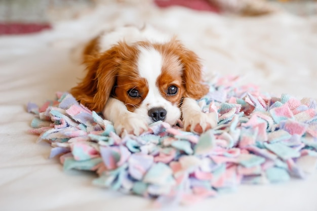 Portrait of Cavalier King Charles Spaniel. A beautiful breed of dogs.